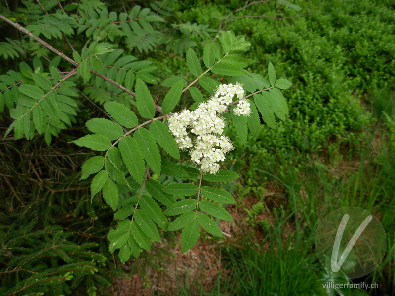 Vogelbeerbaum: Übersicht